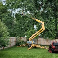 Best Tree Removal  in Foster City, CA