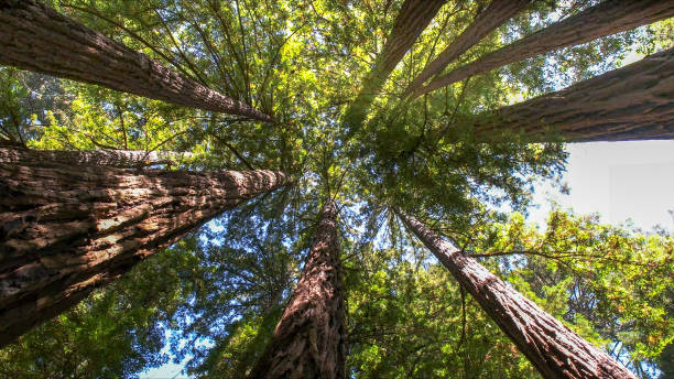 Best Leaf Removal  in Foster City, CA