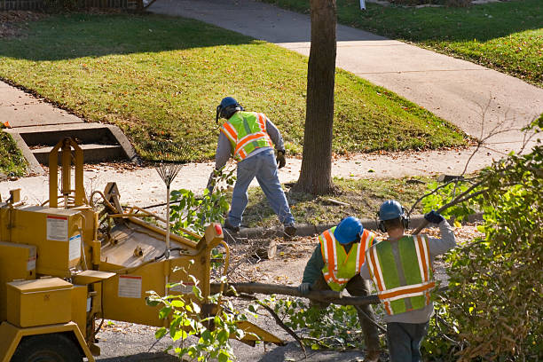 Best Tree Mulching  in Foster City, CA